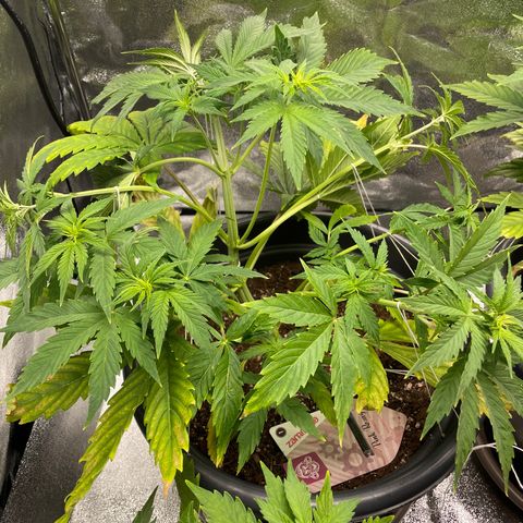 Pink Rozay growlog timeline photo