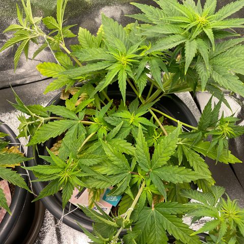 Runtz Auto growlog timeline photo