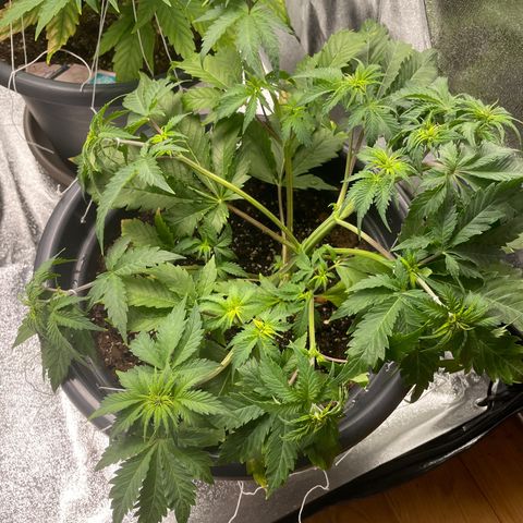 Sticky Beast Automatic growlog timeline photo