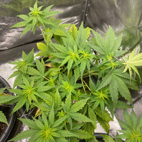 Runtz Auto growlog timeline photo