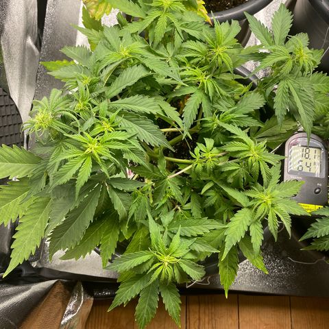 Watermelon candy  growlog timeline photo