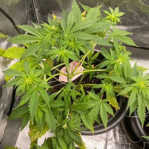 Pink Rozay growlog timeline photo
