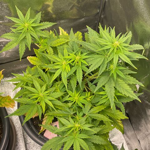 Runtz Auto growlog timeline photo