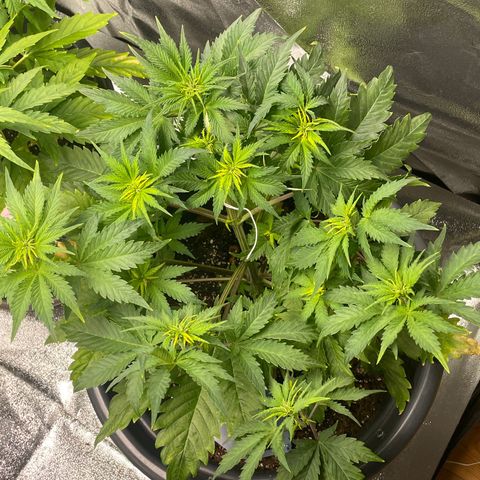 Sticky Beast Automatic growlog timeline photo