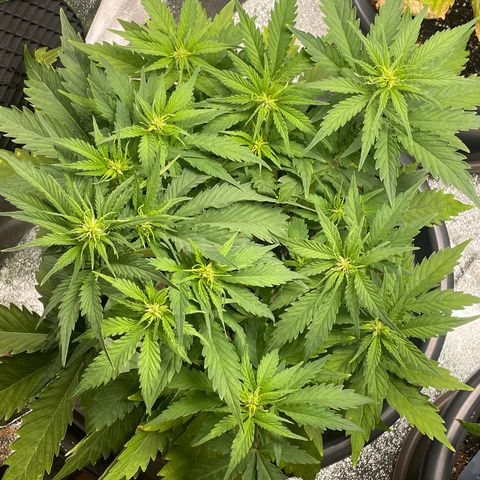 Watermelon candy  growlog timeline photo