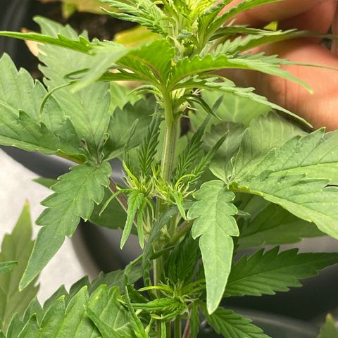 Watermelon candy  growlog timeline photo