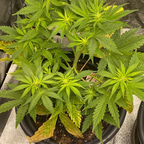 Pink Rozay growlog timeline photo