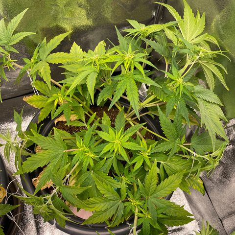 Runtz Auto growlog timeline photo