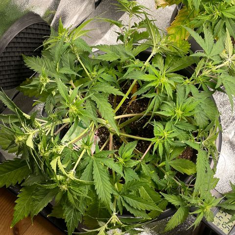 Watermelon candy  growlog timeline photo