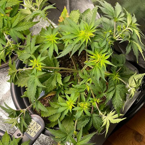 Sticky Beast Automatic growlog timeline photo