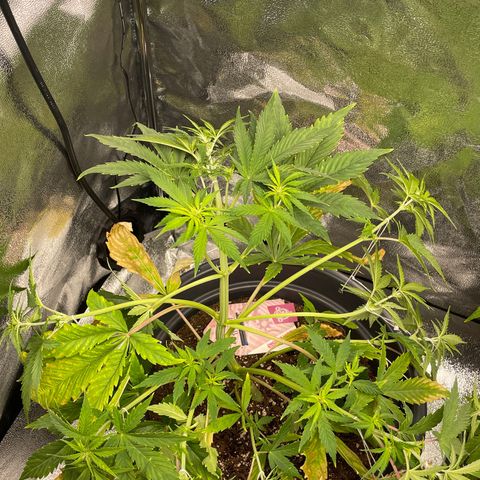Pink Rozay growlog timeline photo