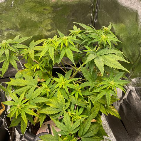 Runtz Auto growlog timeline photo