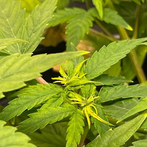 Runtz Auto growlog timeline photo