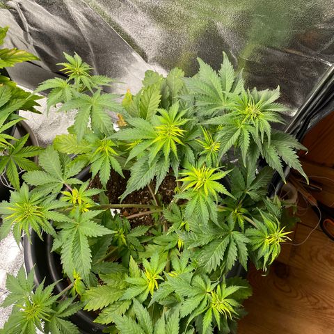 Sticky Beast Automatic growlog timeline photo
