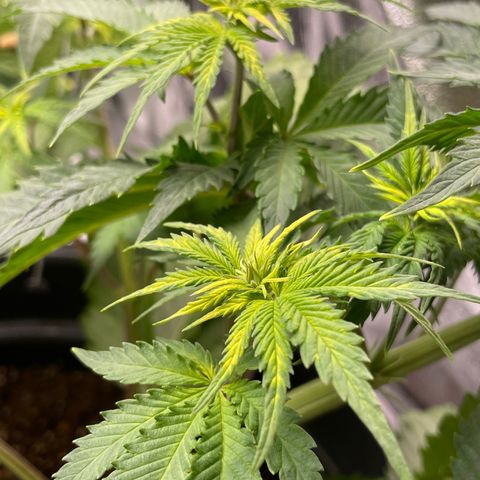 Sticky Beast Automatic growlog timeline photo