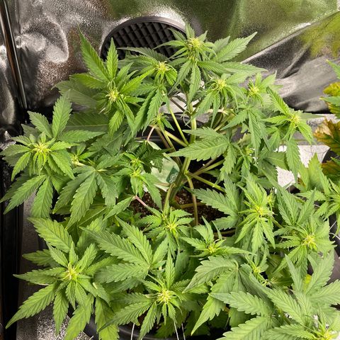 Watermelon candy  growlog timeline photo