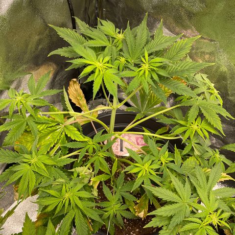 Pink Rozay growlog timeline photo
