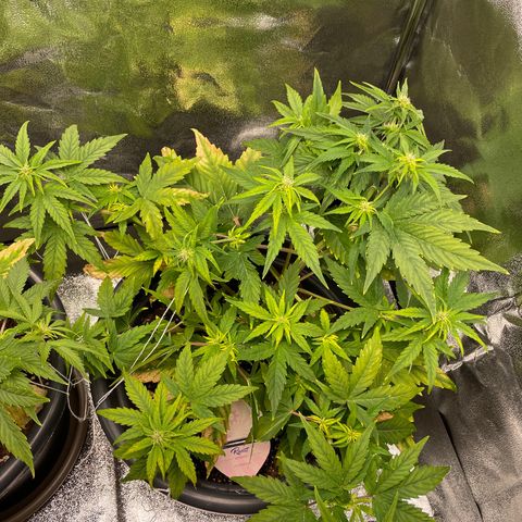 Runtz Auto growlog timeline photo