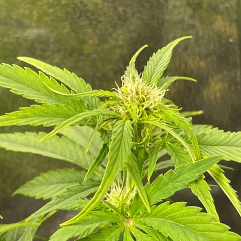 Runtz Auto growlog timeline photo