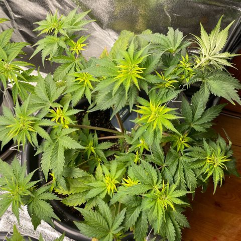 Sticky Beast Automatic growlog timeline photo