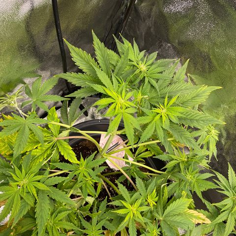 Pink Rozay growlog timeline photo