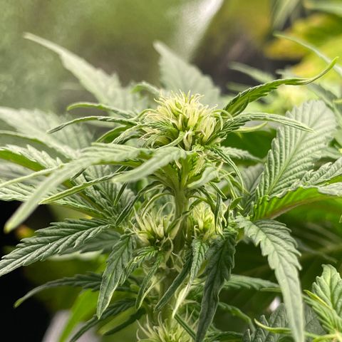Watermelon candy  growlog timeline photo