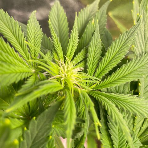 Pink Rozay growlog timeline photo