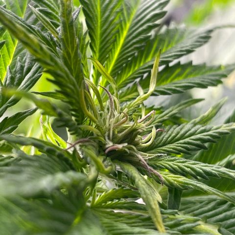 Sticky Beast Automatic growlog timeline photo