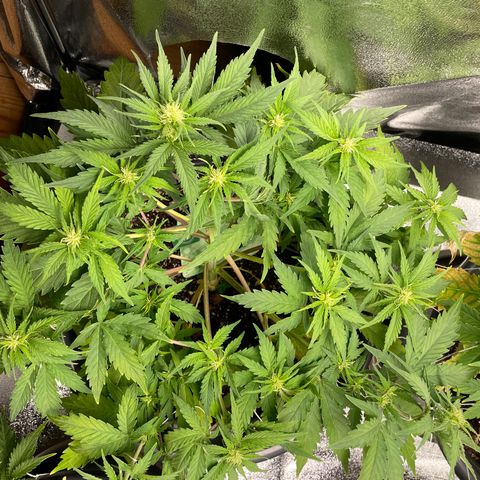 Watermelon candy  growlog timeline photo
