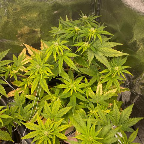 Runtz Auto growlog timeline photo