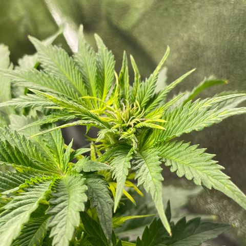 Sticky Beast Automatic growlog timeline photo