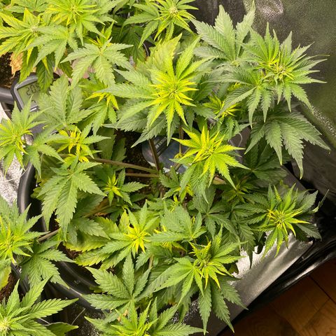 Sticky Beast Automatic growlog timeline photo