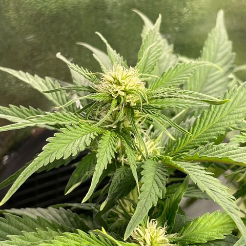 Watermelon candy  growlog timeline photo
