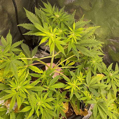 Pink Rozay growlog timeline photo