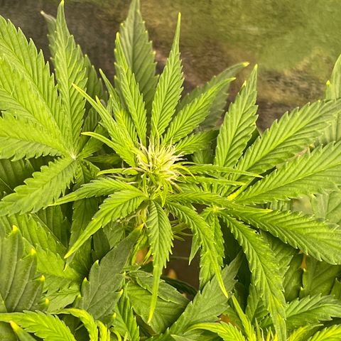 Pink Rozay growlog timeline photo