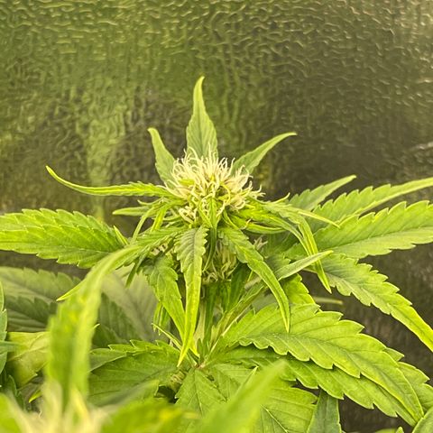 Runtz Auto growlog timeline photo