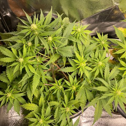 Watermelon candy  growlog timeline photo