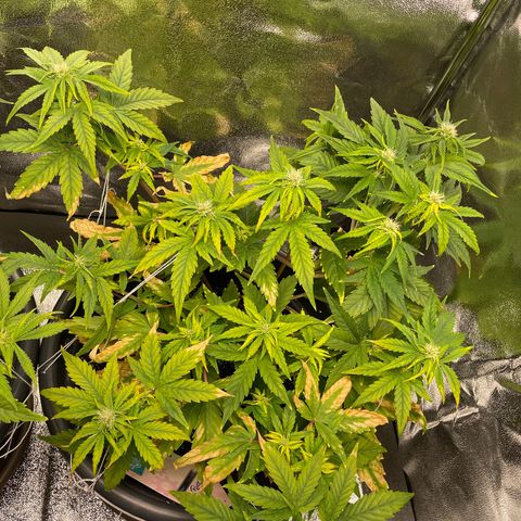 Runtz Auto growlog timeline photo