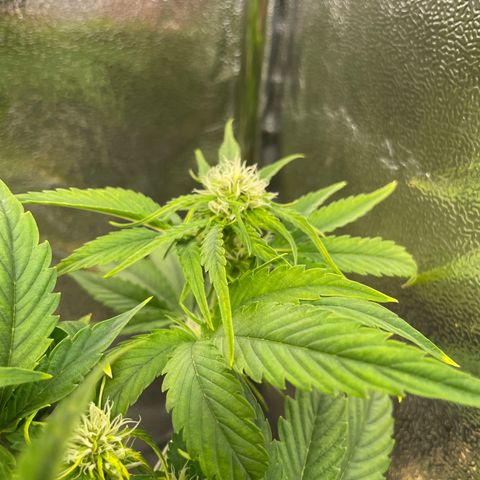 Runtz Auto growlog timeline photo