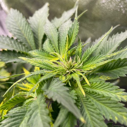 Sticky Beast Automatic growlog timeline photo