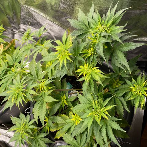 Sticky Beast Automatic growlog timeline photo