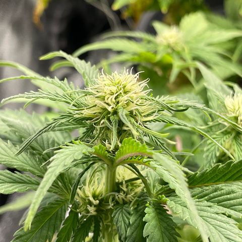 Watermelon candy  growlog timeline photo