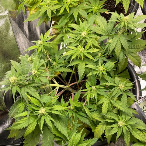 Watermelon candy  growlog timeline photo