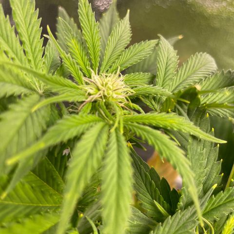 Pink Rozay growlog timeline photo