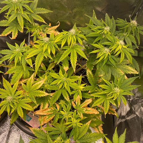Runtz Auto growlog timeline photo