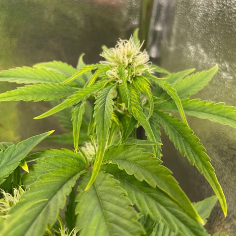 Runtz Auto growlog timeline photo