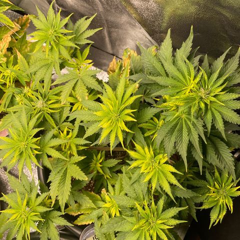 Sticky Beast Automatic growlog timeline photo