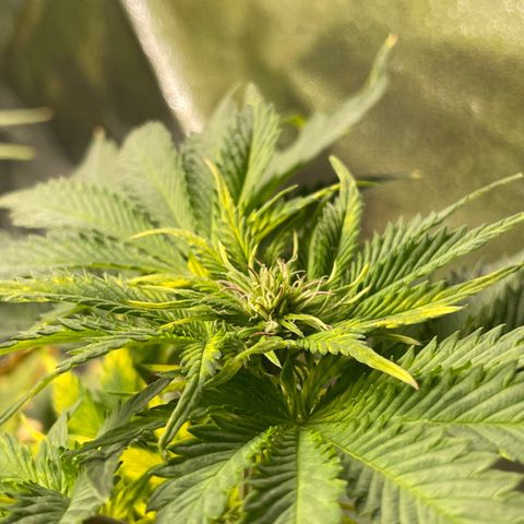 Sticky Beast Automatic growlog timeline photo