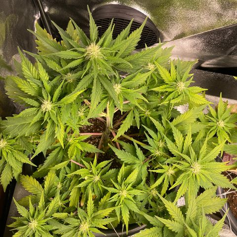 Watermelon candy  growlog timeline photo