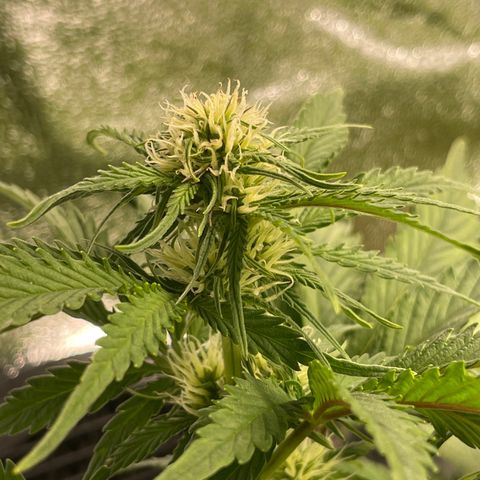 Watermelon candy  growlog timeline photo